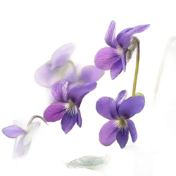 Imagen PNG para descargar